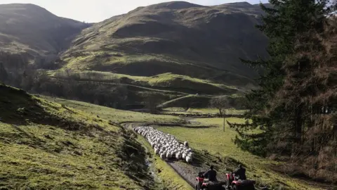 Getty Images Scottish hill farmers earn less per hectare of land than elsewhere