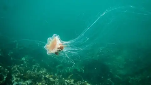 R.S. McLaren Photography A brownish orange Lion's Mane jellyfish underwater. 