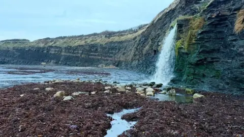 Moxley A waterfall cascades down the side of a cliff. In the foreground there is a beach covered in brown seaweed. The sea is lapping at the cliffs that are made of dark stone and topped with grass