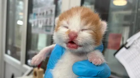 A tiny kitten with orange and white fur. The animal has its eyes closed and mouth open as it is held in a blue glove. Glass cabinets and a clipboard are visible in the background.