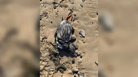 Dawn Haida Dead puffin on Redcar beach