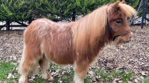 World Horse Welfare Pickle the pony stands on grass covered by leaves with a hedge in the background.