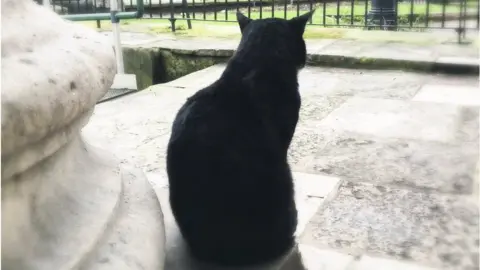 St Leonard's Church Cat