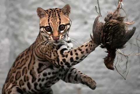 Raul Arboleda / AFP An ocelot cub tries to hunt a dead bird as part of its rehabilitation process at the Wild Animal Rescue and Rehabilitation Unit of the National University of Colombia, in Bogota, on 29 June 2022