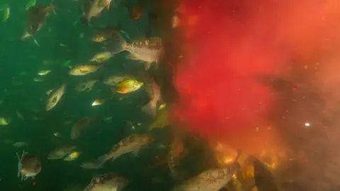 Courtesy Tavish Campbell Fish swimming near effluent being released from a processing plant