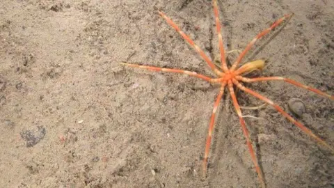JNCC Deep sea wildlife