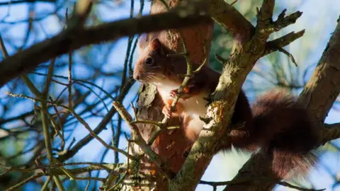 Victoria Gill Red squirrel (c) Victoria Gill