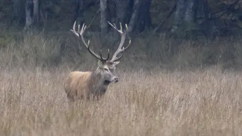 Wild New Forest Red deer