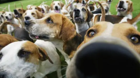 Getty Images A pack of hounds