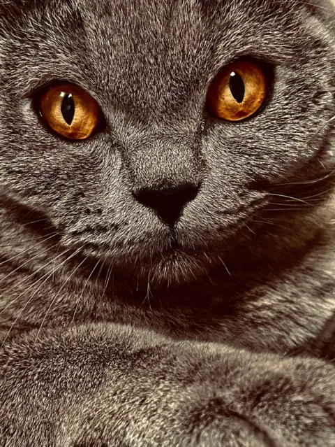 Lily Logan Angus the cat