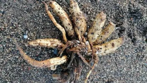 Image of Hemlock Water Dropwort also known as Dead Man's Fingers 