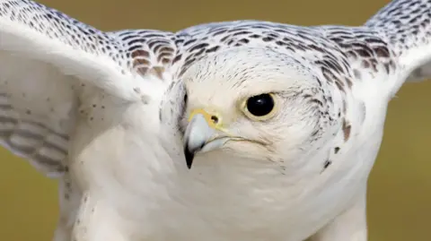 Close up of a gyrfalcon's face. The bird of prey has a curved beak that comes to a sharp point and its large black eyes are very striking against its white plumage. 