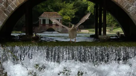 Mark Ford  A duck flying over water 