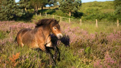 An Exmoor pony running through a field. There is a grassy hill in the background, as well as fencing. 