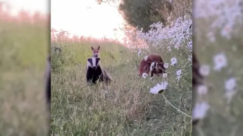 A badger, surrounded by a couple of foxes, long grass and daisies looks towards the camera.