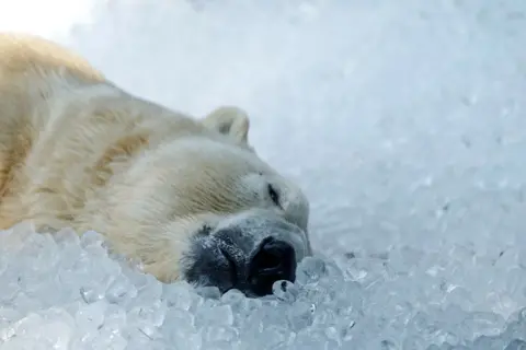 David W Cerny/REUTERS A polar bear rests on ice cubes at Prague Zoo