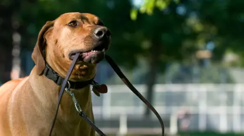 Stock photo of a brown Rhodesian Ridgeback dog standing in a park and holding a black lead in it's mouth. There are trees in the background out of focus.