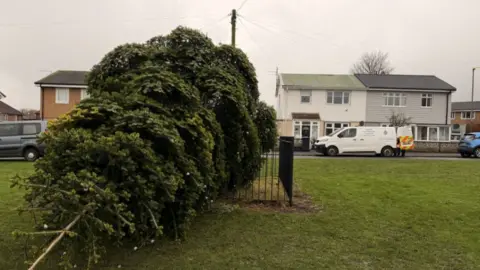 Sam Hotson/BBC To the left of the image the felled tree is on its side. Houses and a police van can be seen in the background. 