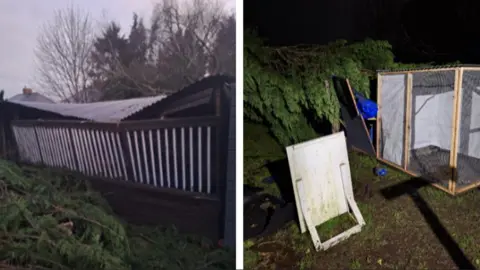 Karl Perry The fir tree can be seen lying on top of the aviaries in Mr Perry's garden