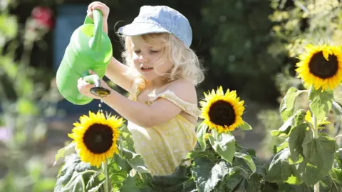 A young blonde girl water sunflowers with a green watering can