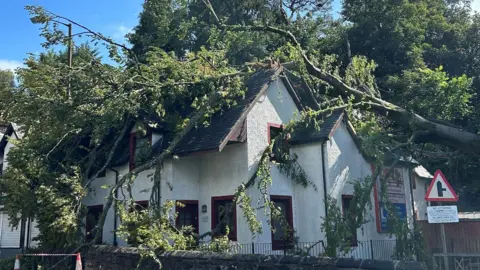 Sallie Stuart A large tree which has fallen and covers a white house with a grey roof.