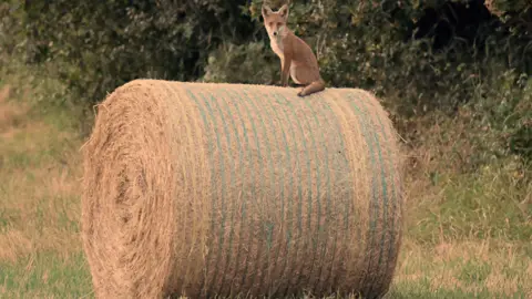 Dan Beaman A fox on top of a hay bale, sitting and looking at the camera. Trees are behind the animal. 