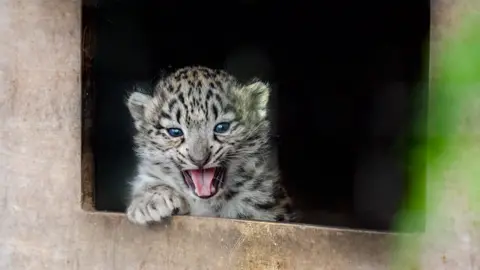 Royal Zoological Society of Scotland Photo of a snow leopard cub at the entrance to its den. It's mouth open in what looks like a vocalisation.