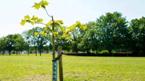 Stock image of a young oak sapling tree with a protective wrap around its trunk to protect against rodents. It is in a park in early summer.