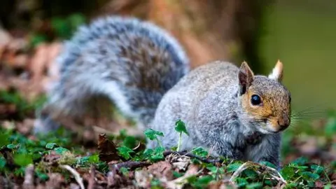 A grey squirrel scurries along the woodland floor. The squirrel has a grey furred body with a brown-ish head. There are green leaves among the brown on the floor.