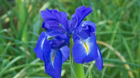 A closeup of a bright blue iris flower in an area of long grass.