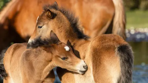 WEDNESDAY - Two fawn-coloured foals cuddling in Lyndhurst