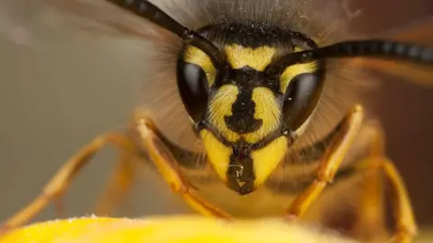 A close up of a wasp showing its yellow legs, yellow and black striped head and its sensory organs - the antennae and eyes.