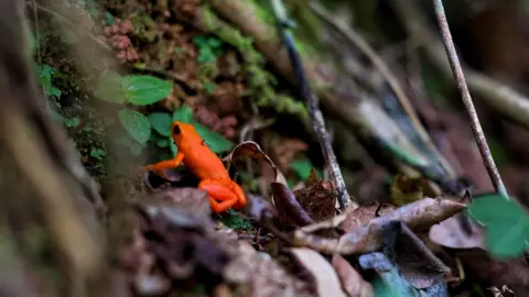 Victoria Gill Golden mantella in Mangabe forest