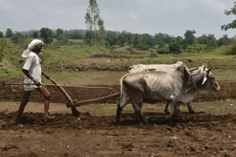 Farmer ploughing field near Jabalpur, India