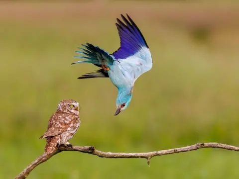 Bence Máté / Wildlife Photographer of the Year A European roller dives aggressively toward a little owl perched on a branch. The owl looks on, unbothered, as the brightly colored bird defends its nesting territory.