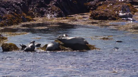 Manx National Heritage Seals at the Sound