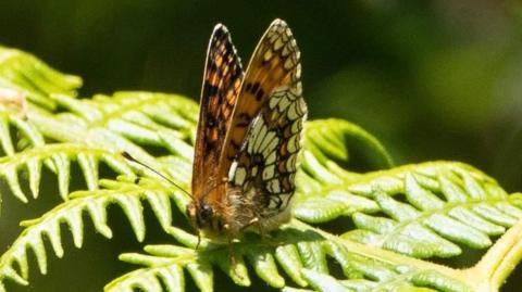 Heath fritillary with dusky patterned wings 