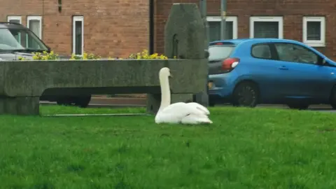 Sally Noseda A swan sitting alone on a patch of grass