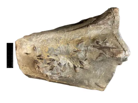 Archaeological Research Services Snout of ichthyosaur skull fossil 