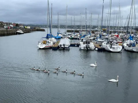 Nick Wade Swans and cygnets swim past yachts in a harbour