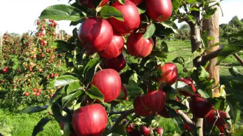 Chandler and Dunn Farm Red Jazz Apples growing on a tree at a farm