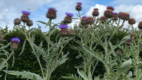 Stuart Collinson Tall thistle plants with purple flower heads rise above a dark green hedge. The flowers stand out against a backdrop of blue sky and large white clouds.