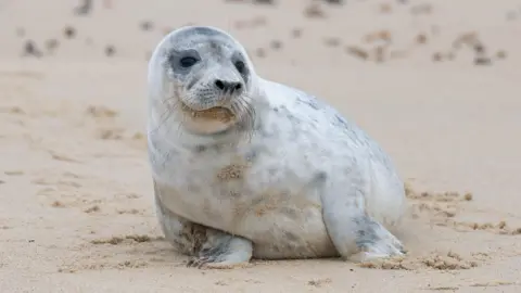 A grey seal on some sand.