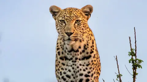 Getty Images A leopard, Panthera pardus, sitting on a mound looking at the camera