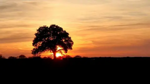 BBC Weather Watchers/Sue Snaps A sunset behind a sole tree on the horizon, silhouetting the tree against the orange, red and yellow of the sky. The rest of the horizon appears black by contrast.