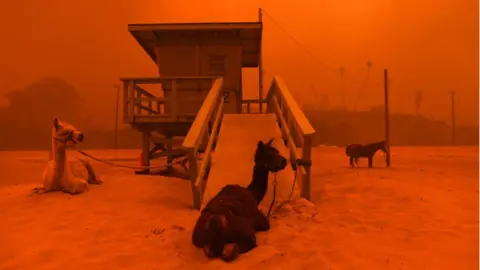 Getty Images Llamas are tethered on beach as whole skyline tints red