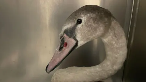 Blyth Wildlife Trust The swan after the ball bearing was removed. A red gouge is present on the bird's beak where the ball bearing has been removed.