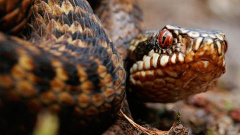 Adder extinction fear over 'image problem' in the UK - BBC News