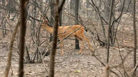 Getty Images A deer walks in a forest that has already been burned near Redding, California