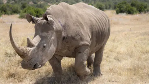 Jan Zwilling Southern white rhino surrogate